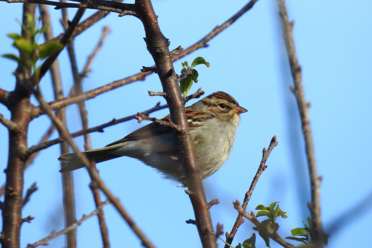 Chipping Sparrow - ML646655345