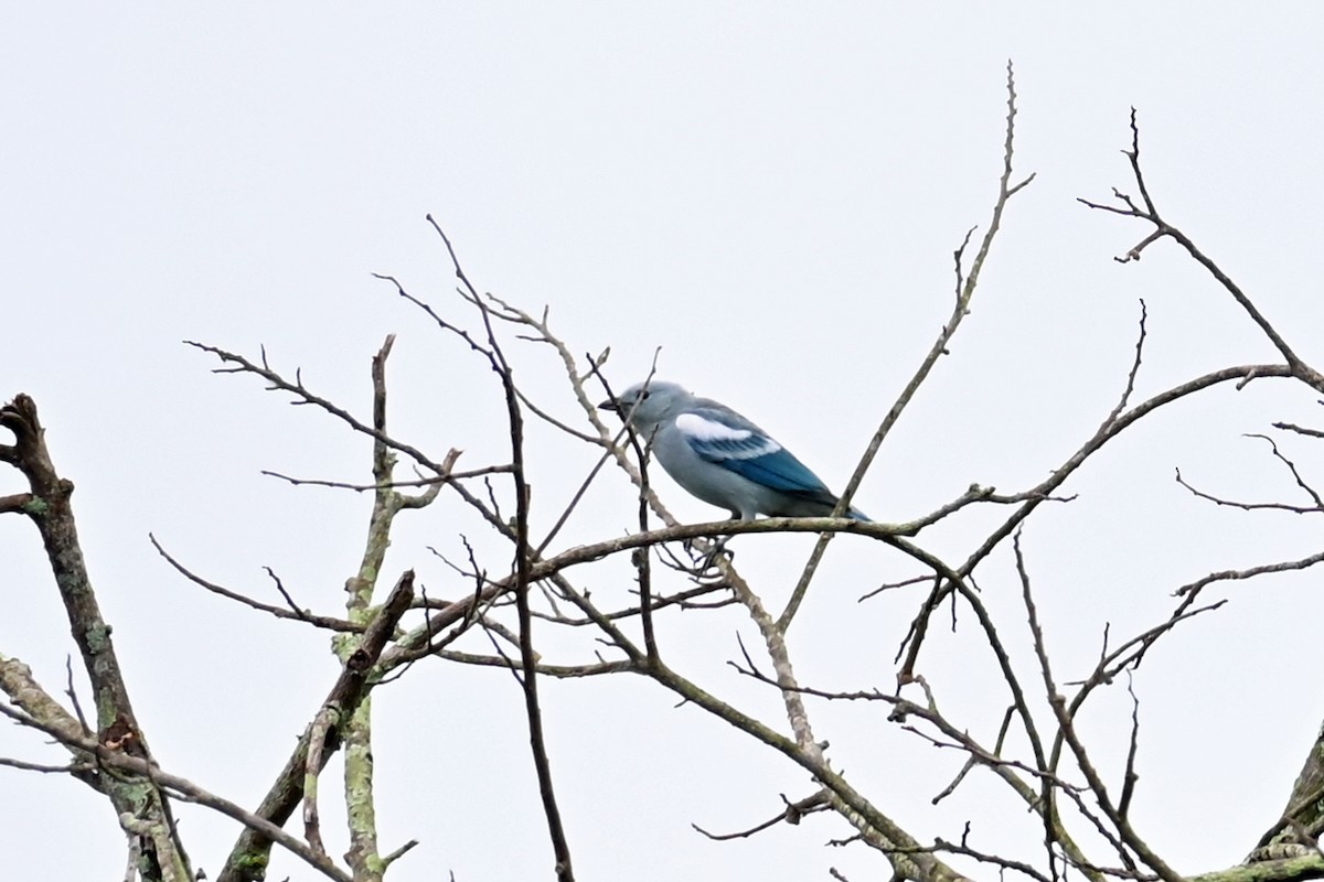 Tangara évêque - ML646655347