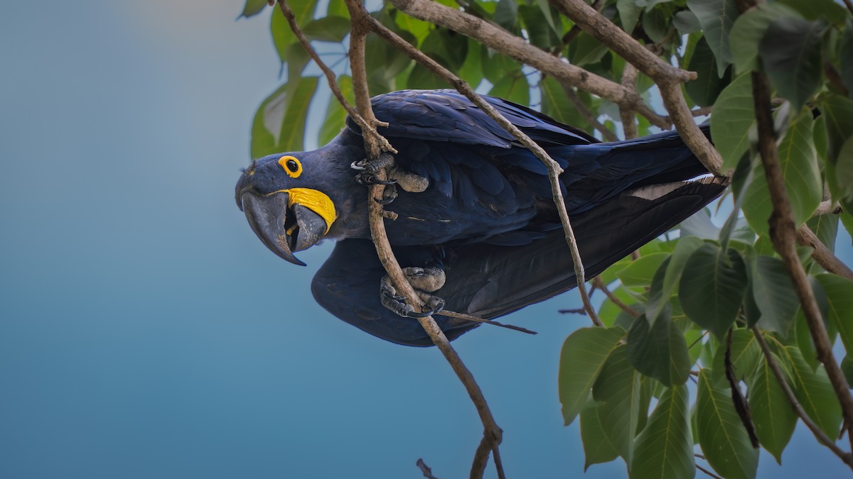 Hyacinth Macaw - ML646655348