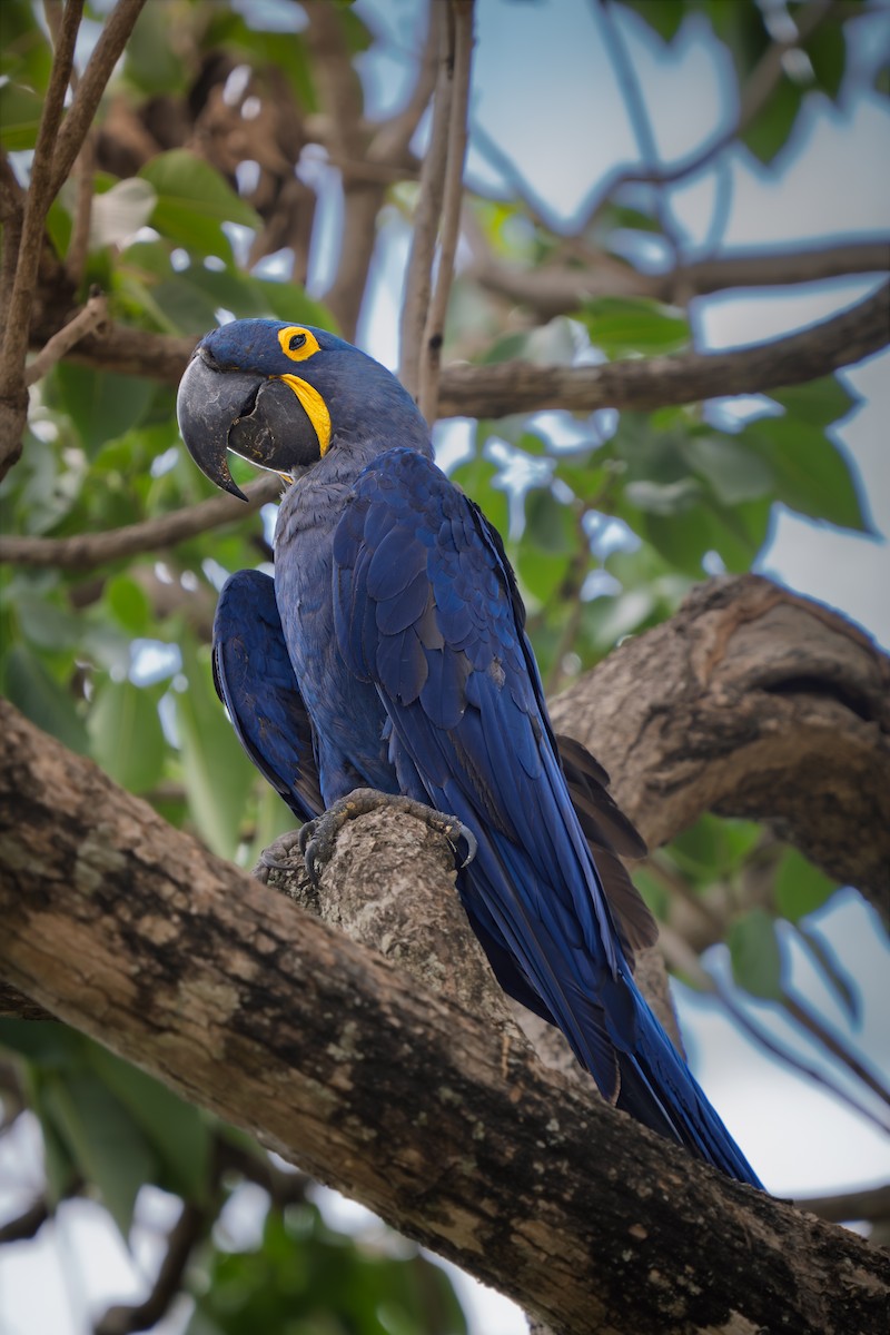 Hyacinth Macaw - ML646655349