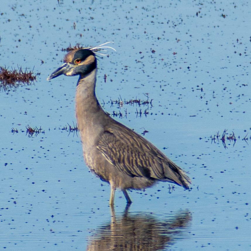 Sarı Tepeli Gece Balıkçılı - ML646655350