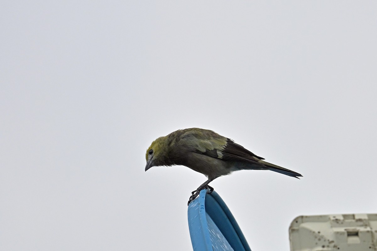 Tangara des palmiers - ML646655351