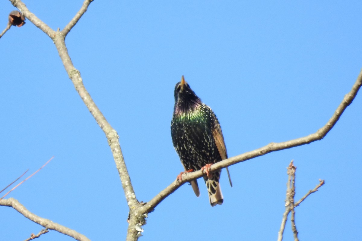 European Starling - ML646655352