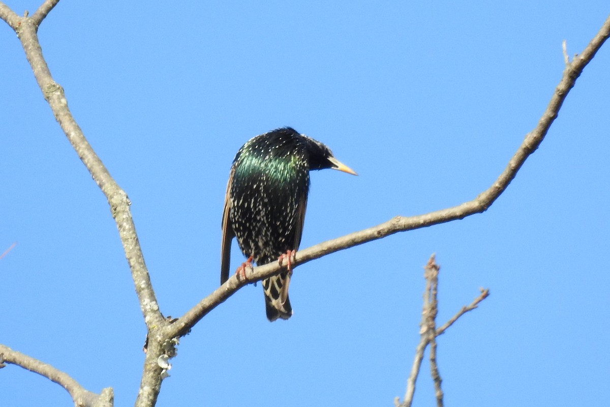 European Starling - ML646655353