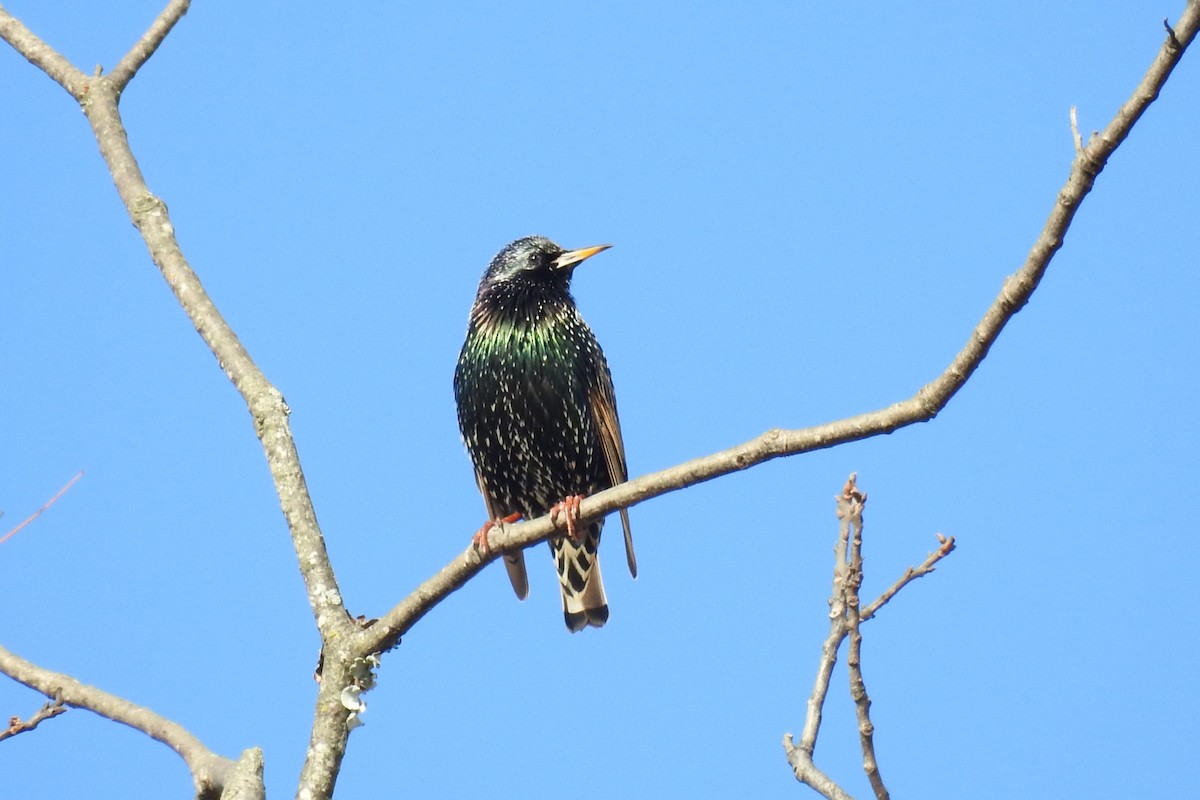 European Starling - ML646655354