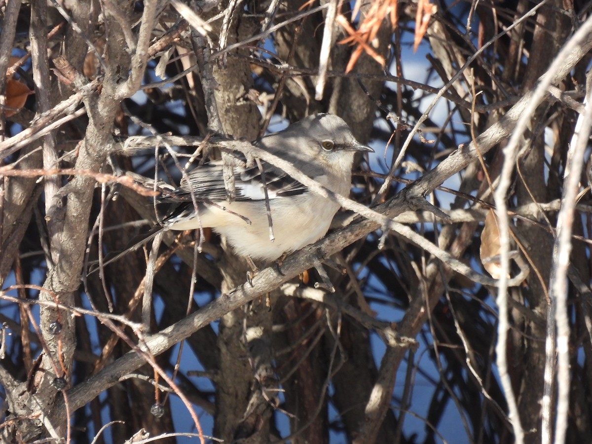 Northern Mockingbird - ML646655355