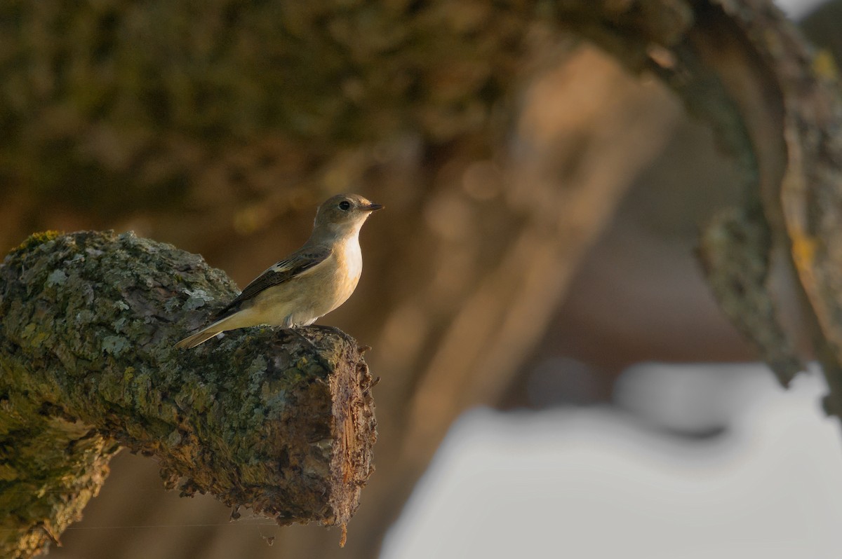 חטפית שחורת-עורף - ML646655356