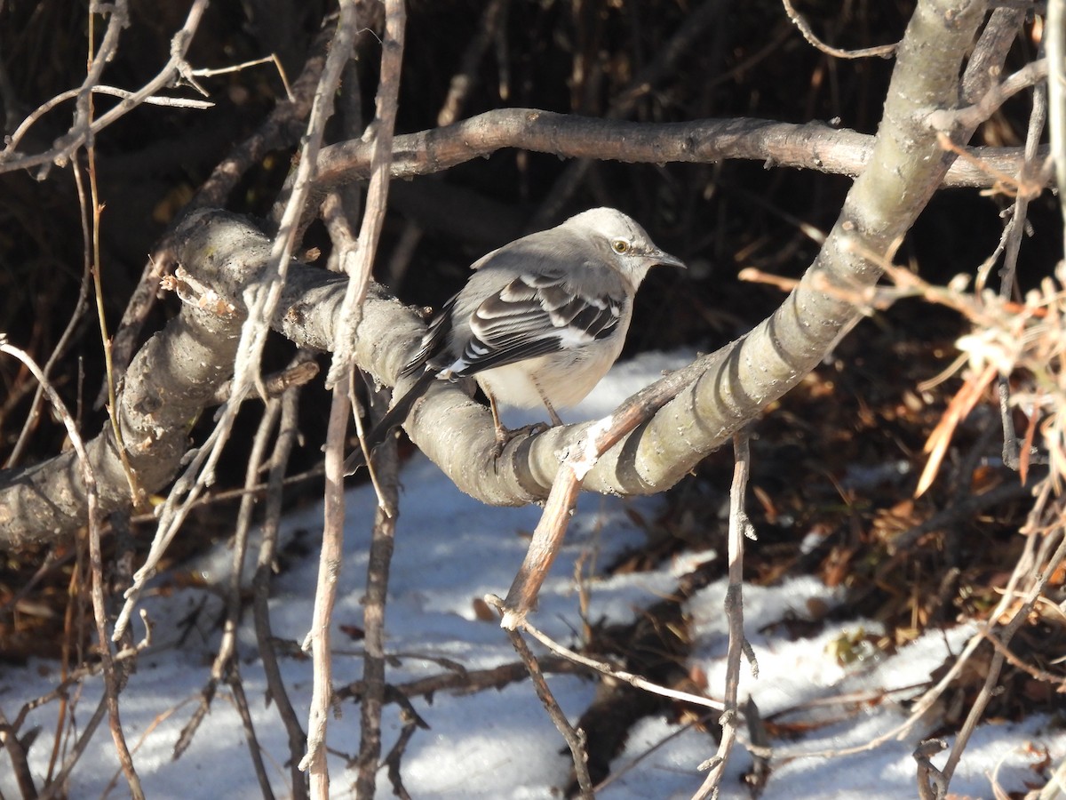 Northern Mockingbird - ML646655357