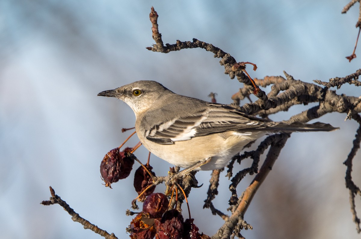 drozdec mnohohlasý - ML646655359