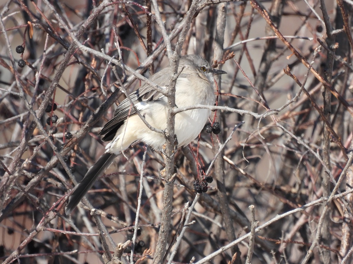 Northern Mockingbird - ML646655361