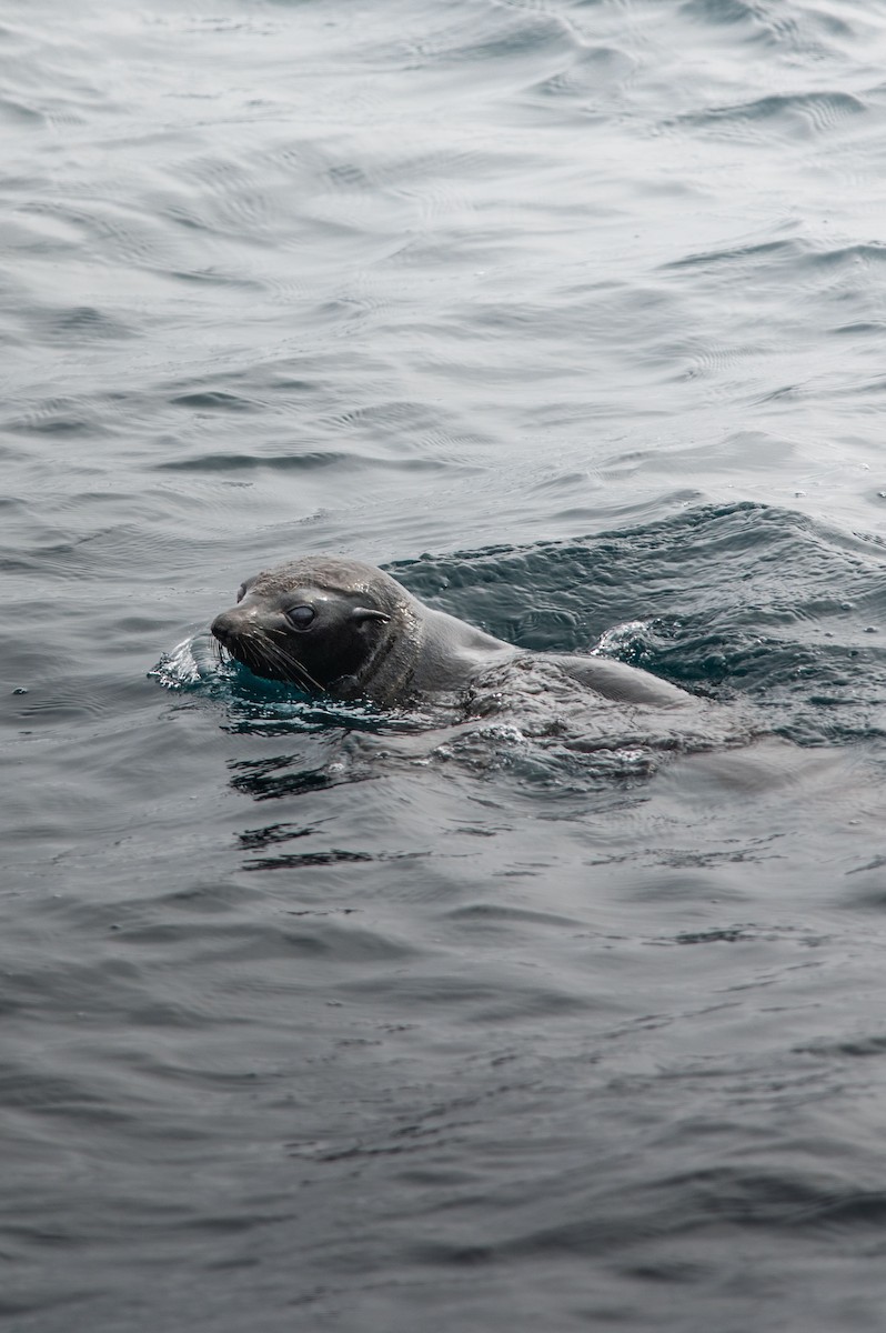 Animals - ML646655363