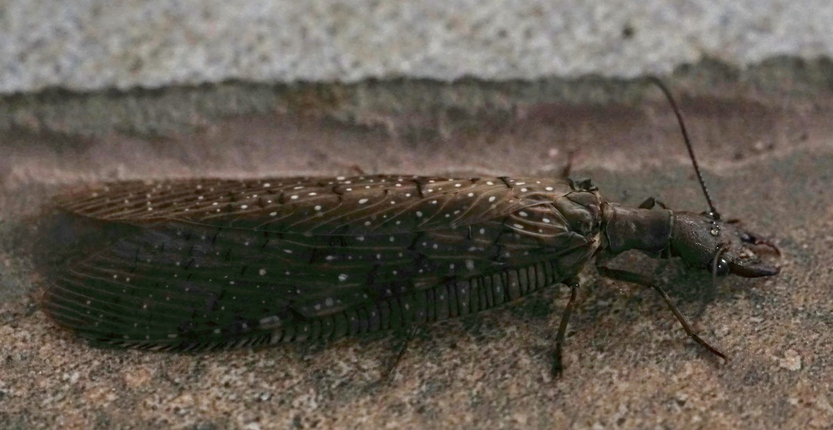 Indio viejo y parientes - ML646655364