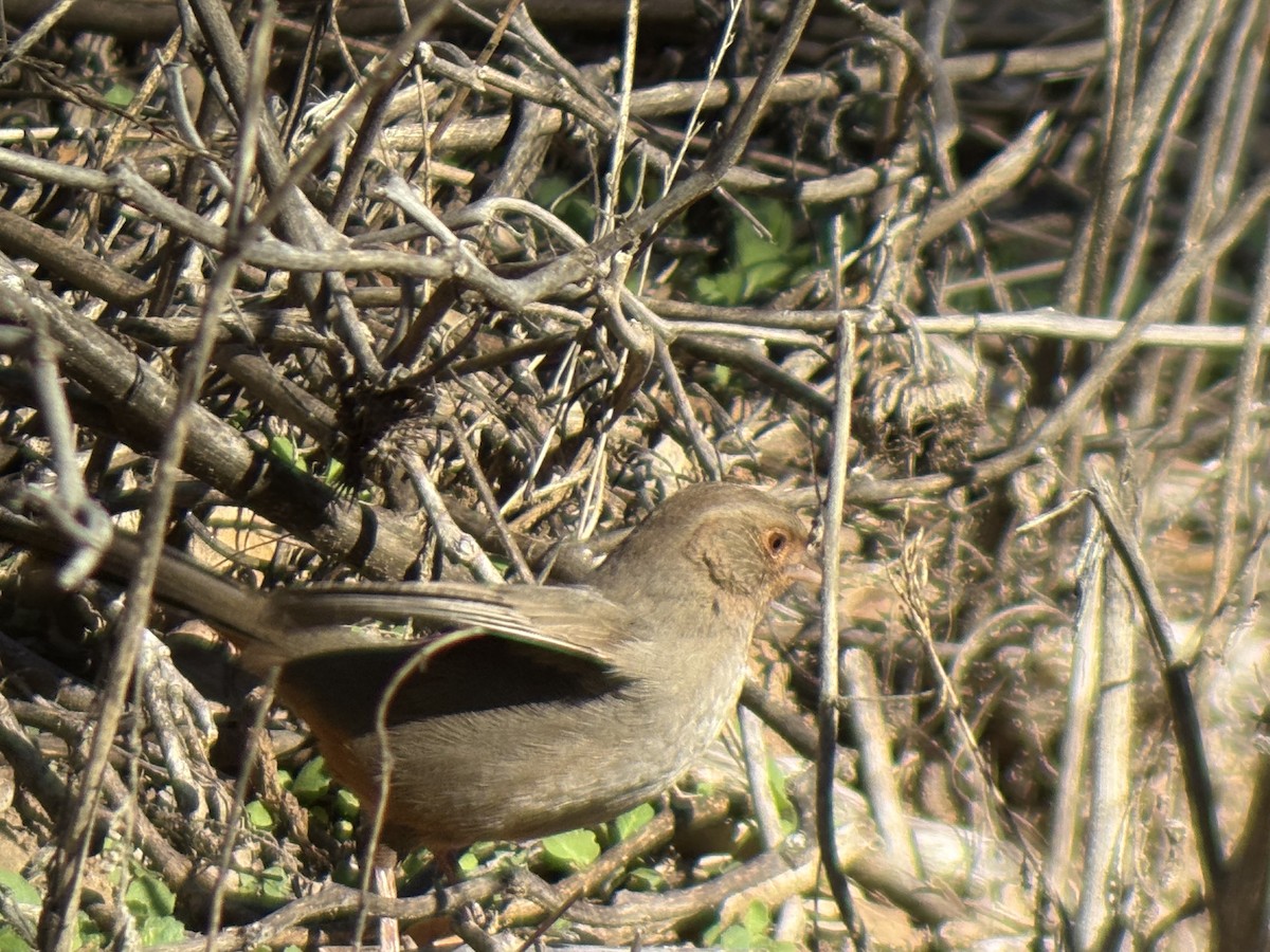 California Towhee - ML646655365
