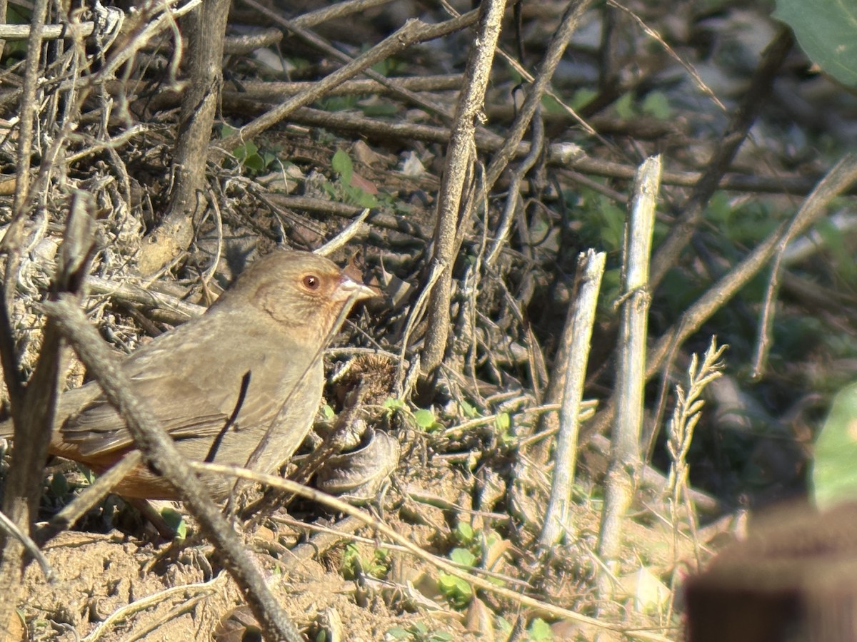 California Towhee - ML646655366