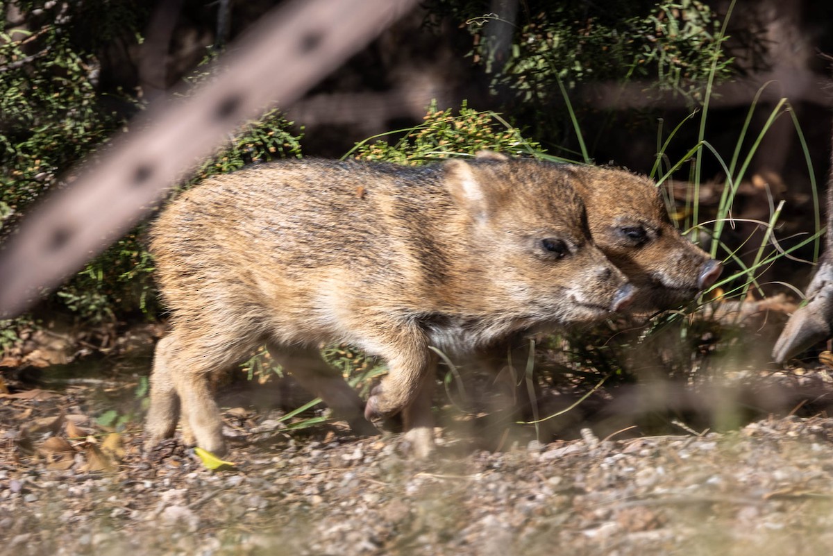 Sonoran Collared Peccary - ML646655367