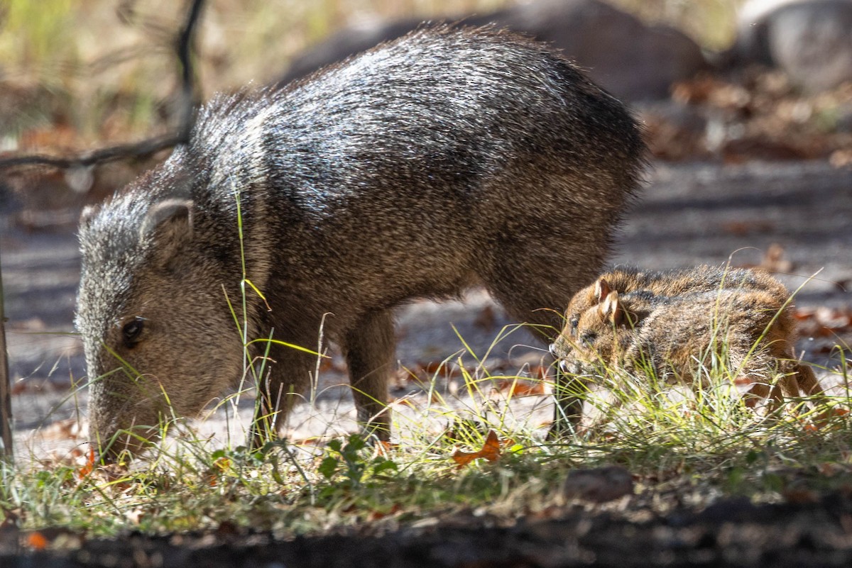 Sonoran Collared Peccary - ML646655368