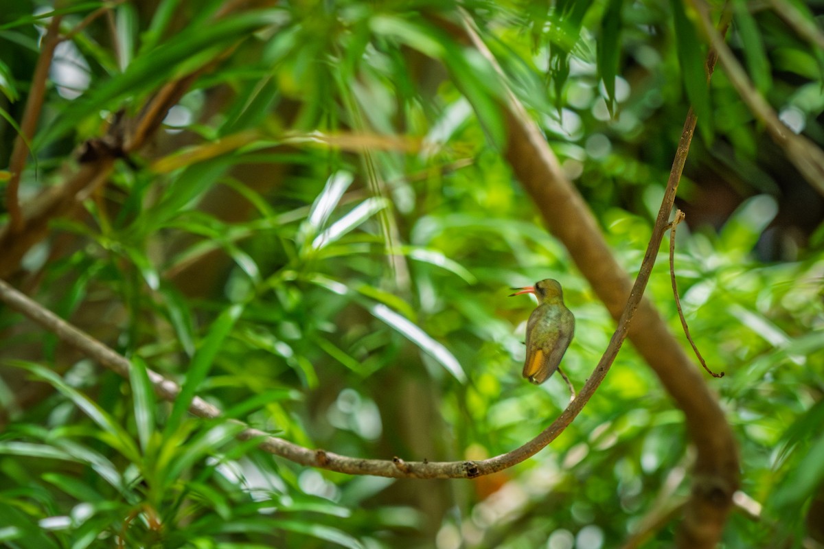 Gilded Hummingbird - ML646655372