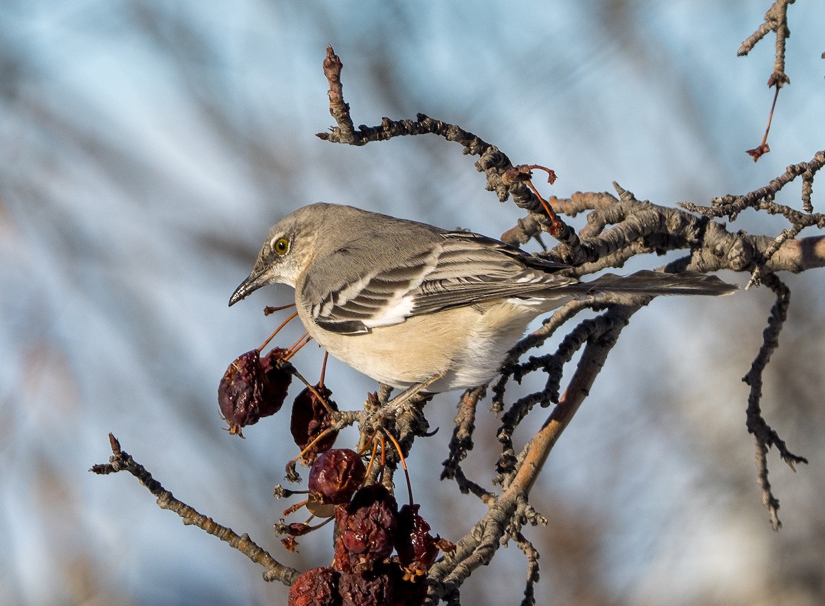 drozdec mnohohlasý - ML646655373