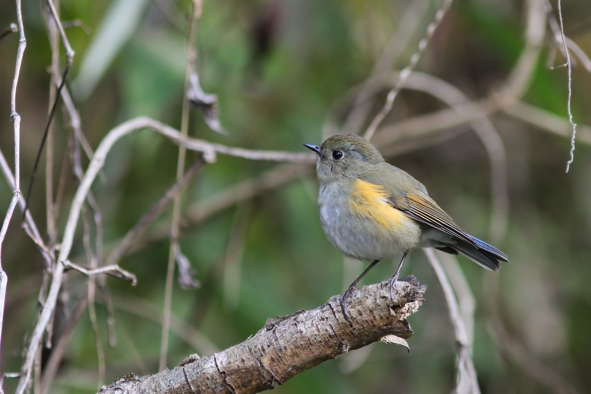 Himalayan Bluetail - ML646655374