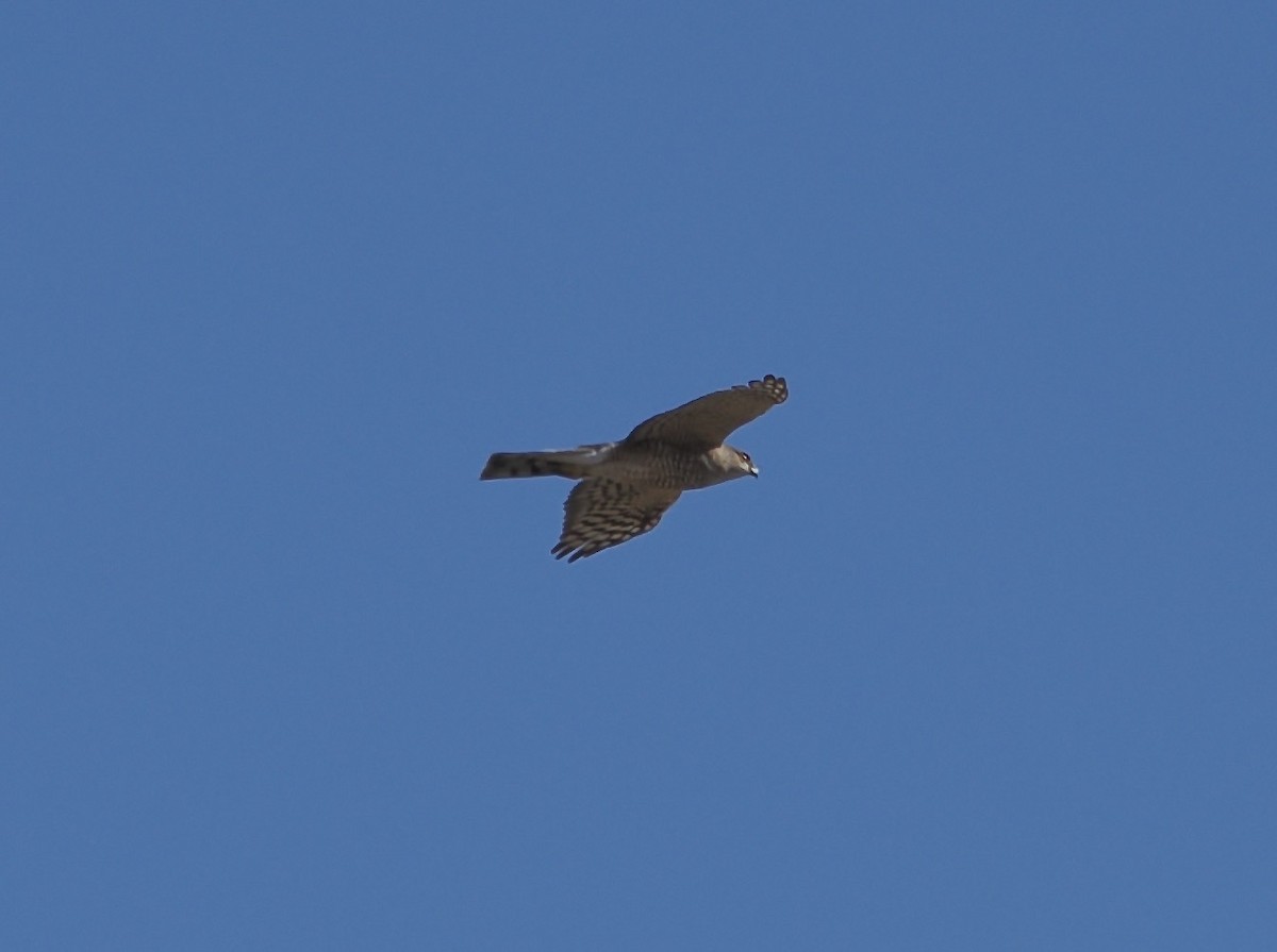 Sharp-shinned Hawk - ML646655378