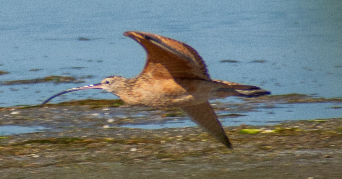 Uzun Gagalı Kervançulluğu - ML646655380