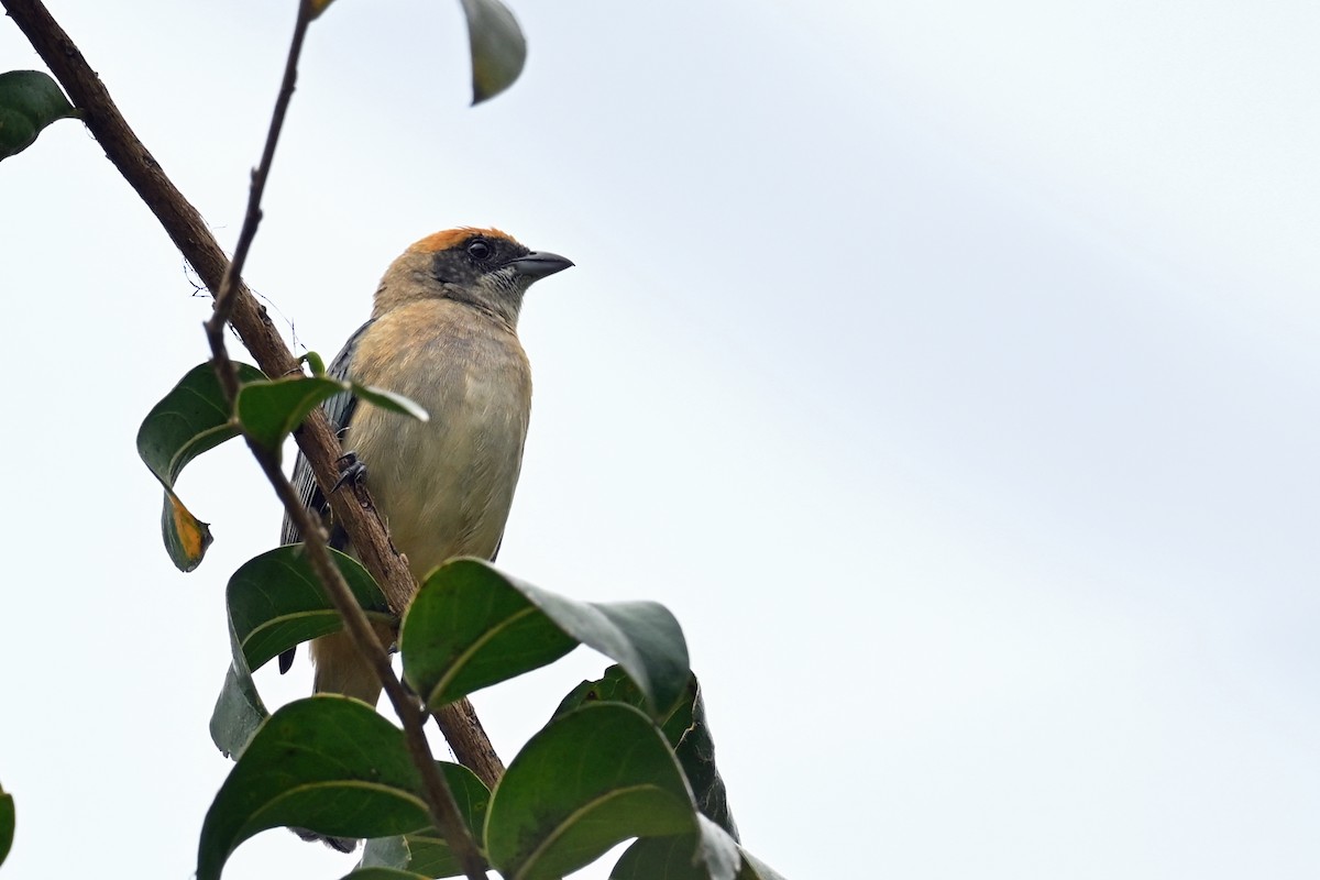 Calliste passevert - ML646655383