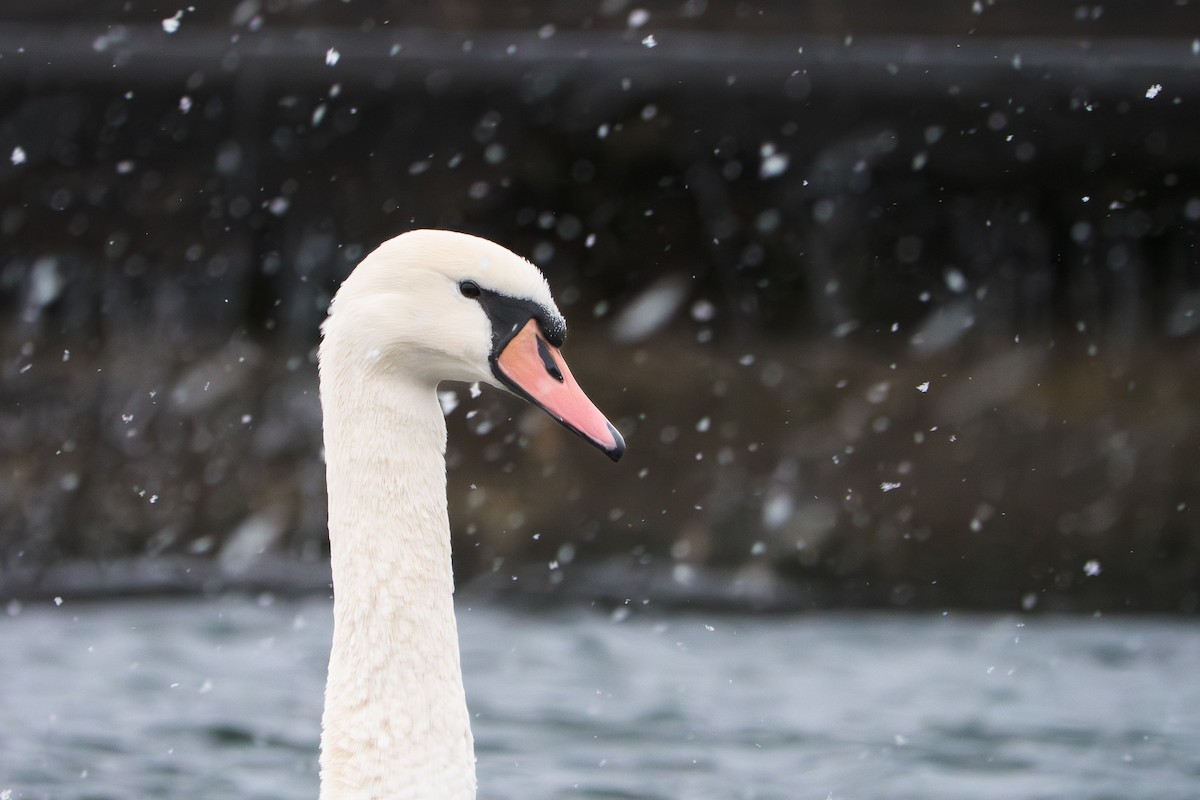 Mute Swan - ML646655384