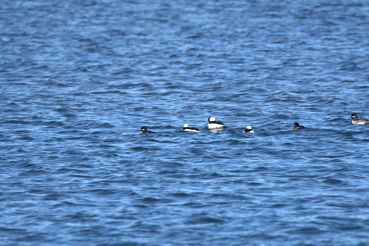 Bufflehead - ML646655385