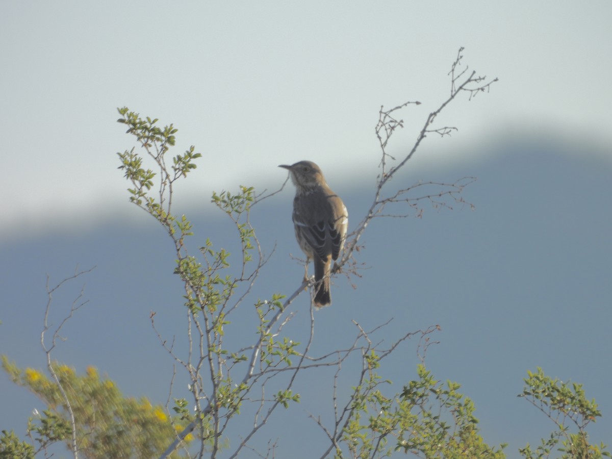 Sage Thrasher - ML646655386