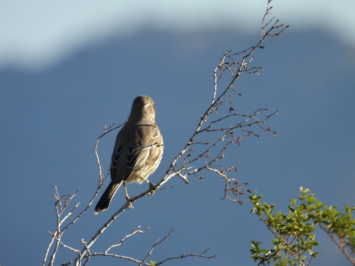 Sage Thrasher - ML646655387