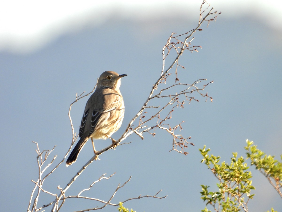 Sage Thrasher - ML646655388