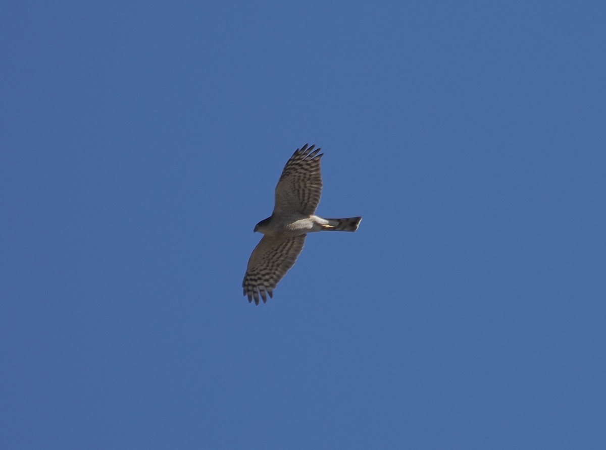 Sharp-shinned Hawk - ML646655389
