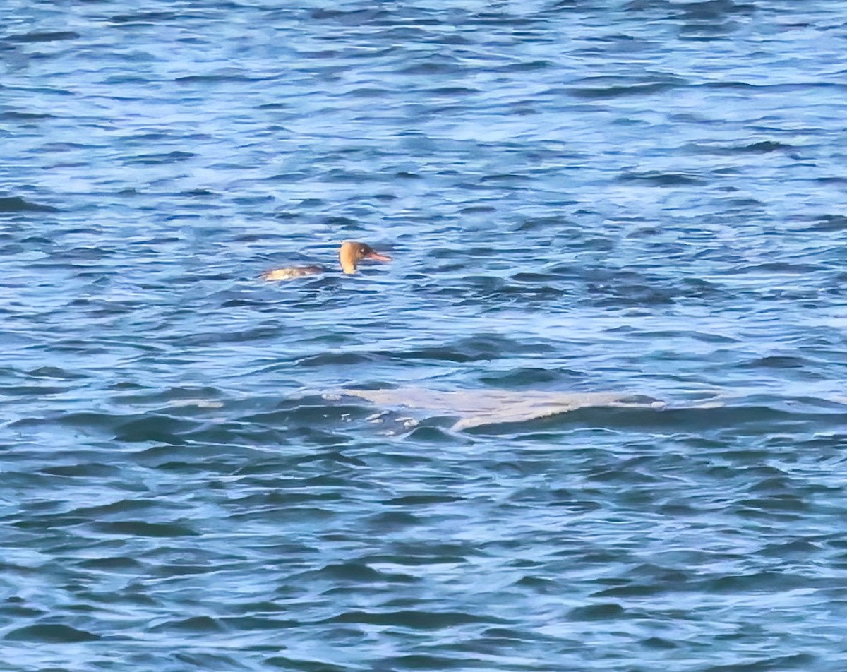 Serreta Mediana - ML646655394