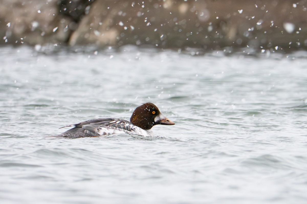 Common Goldeneye - ML646655395