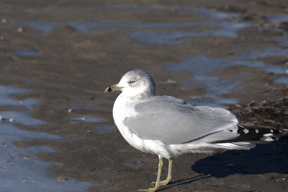 Ring-billed Gull - ML646655404