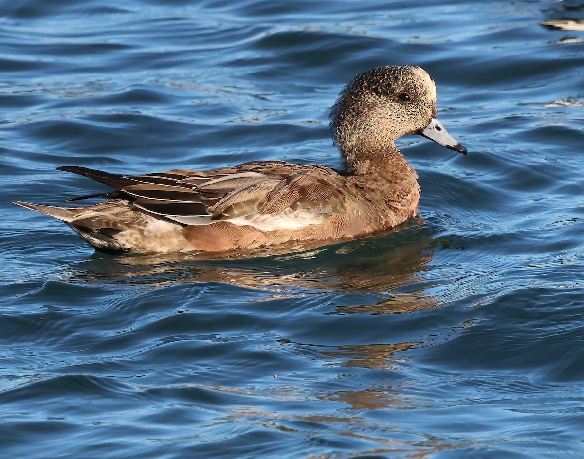 American Wigeon - ML646655405