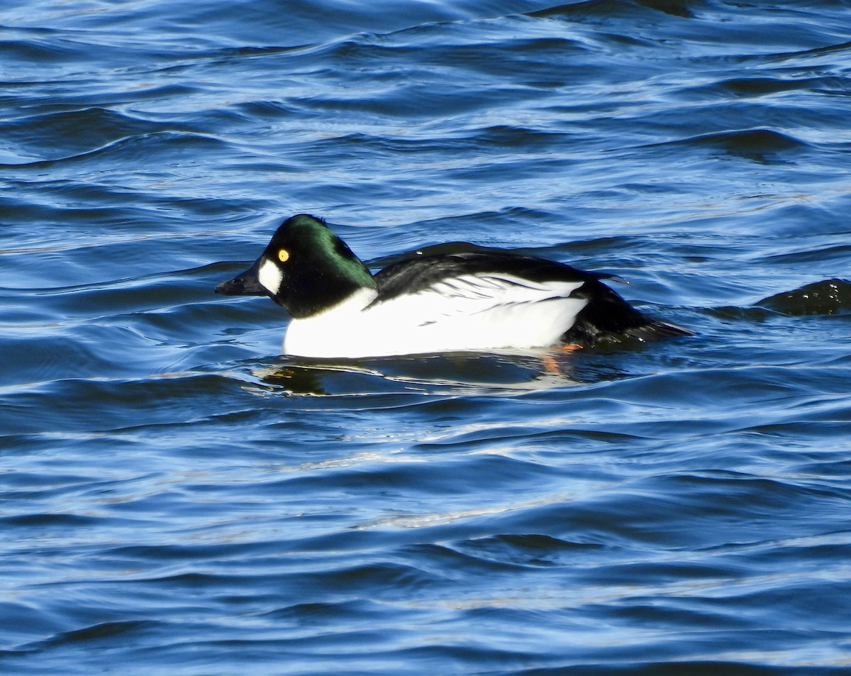 Common Goldeneye - ML646655406