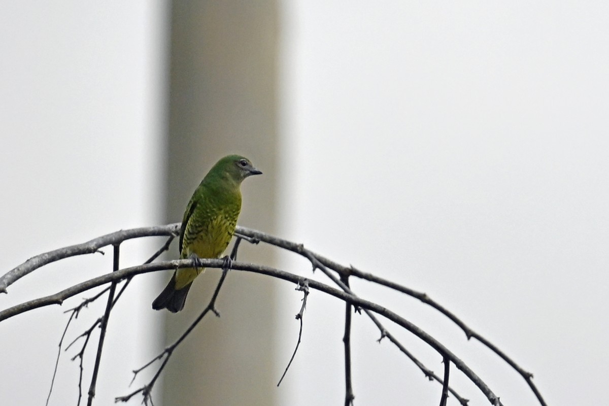 Tersine hirondelle - ML646655408