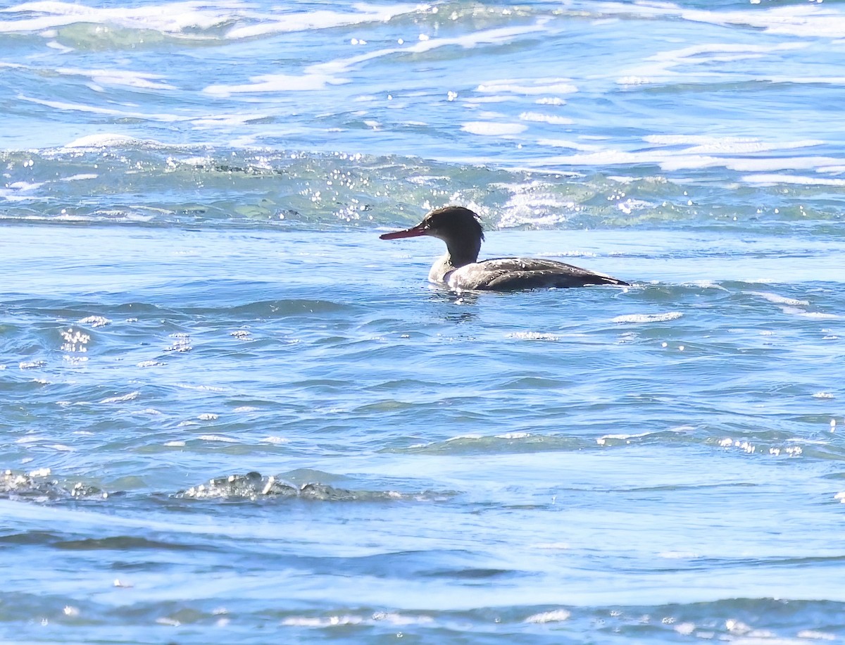 Serreta Mediana - ML646655412