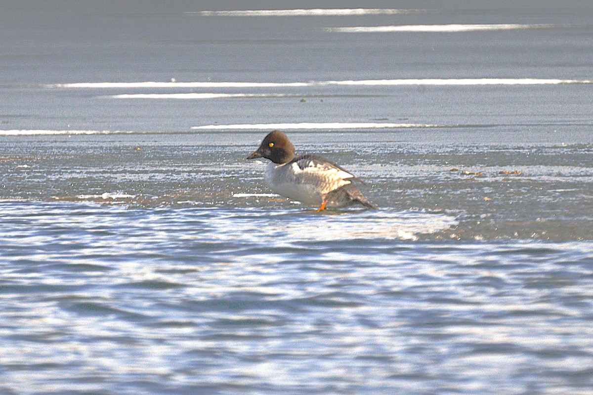 鵲鴨 - ML646655414