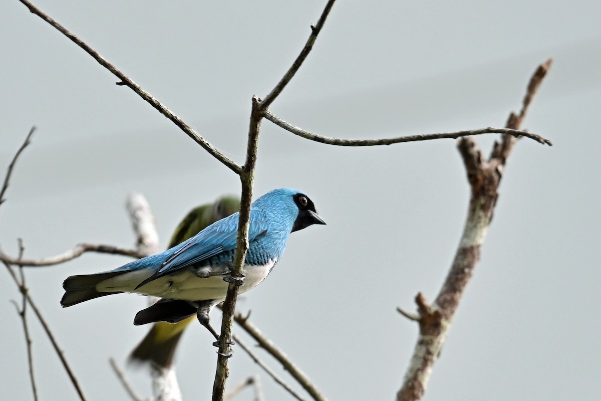 Tersine hirondelle - ML646655415