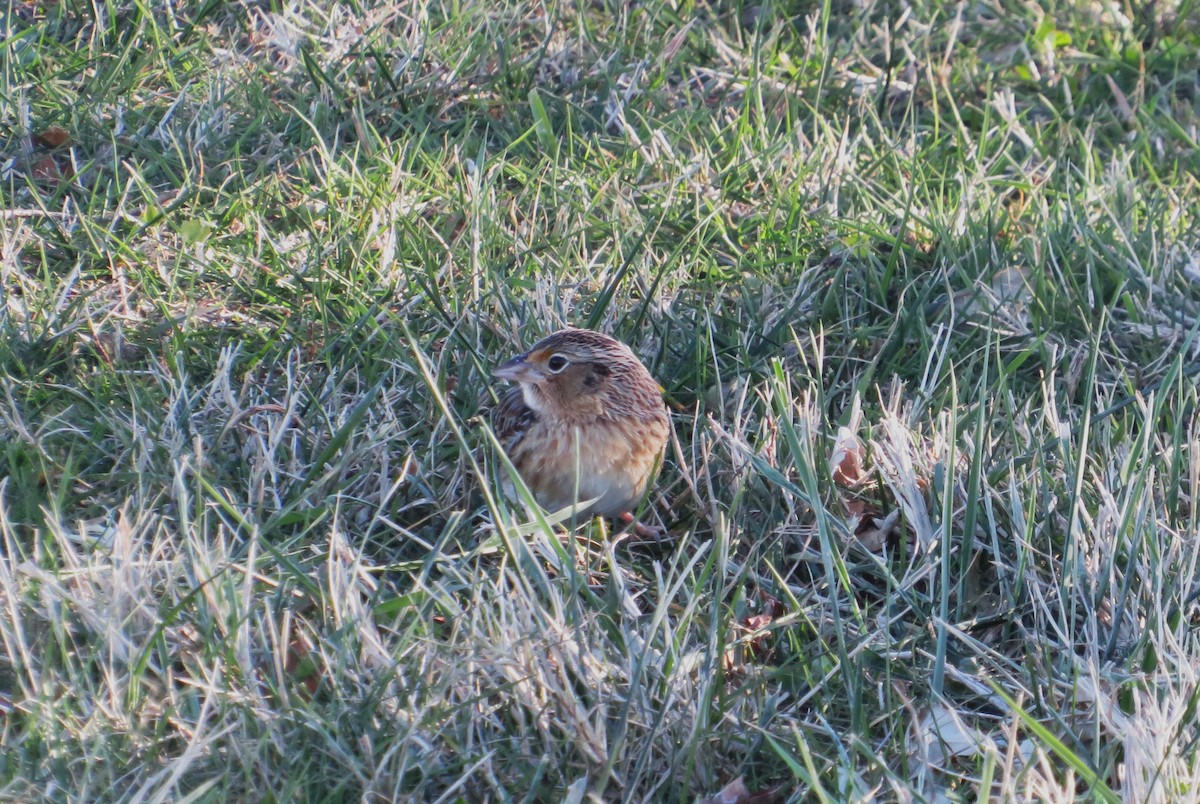 Grasshopper Sparrow - ML646655417