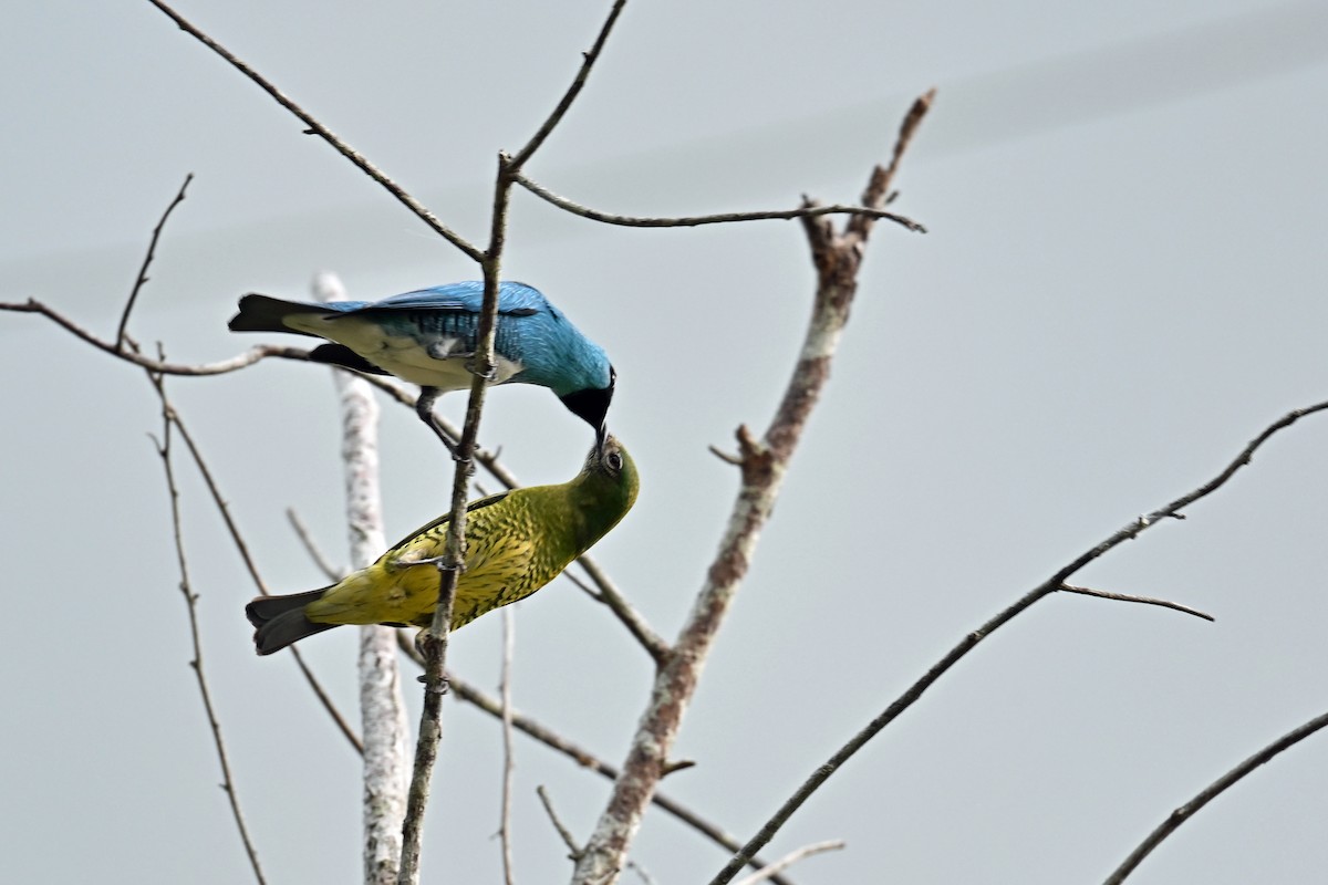 Tersine hirondelle - ML646655418