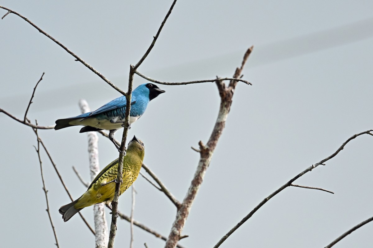 Tersine hirondelle - ML646655419