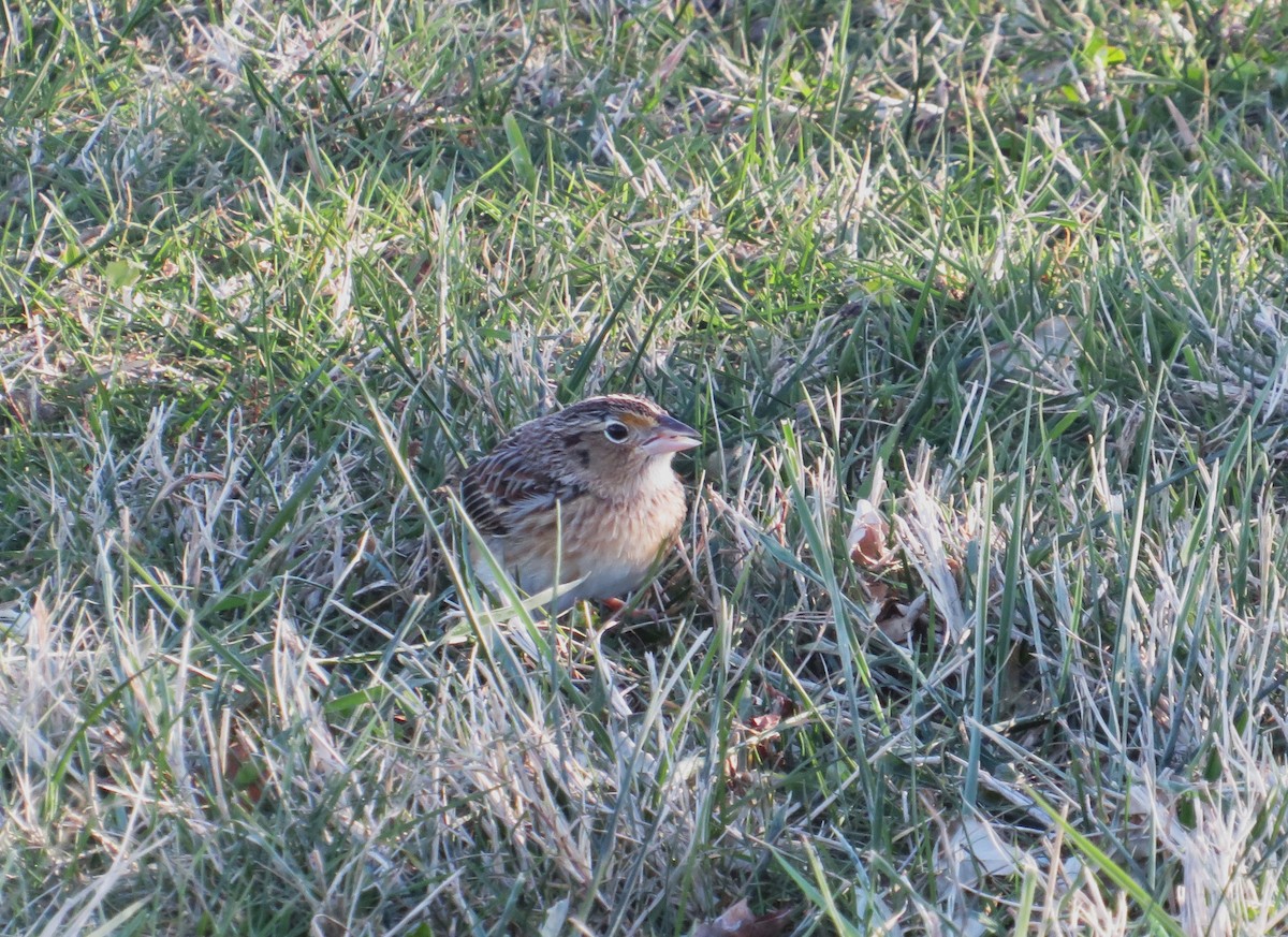 Grasshopper Sparrow - ML646655422