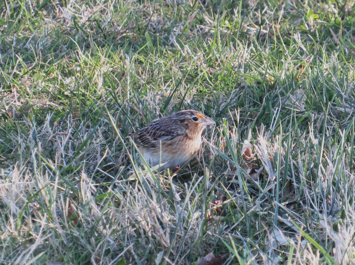 Grasshopper Sparrow - ML646655423