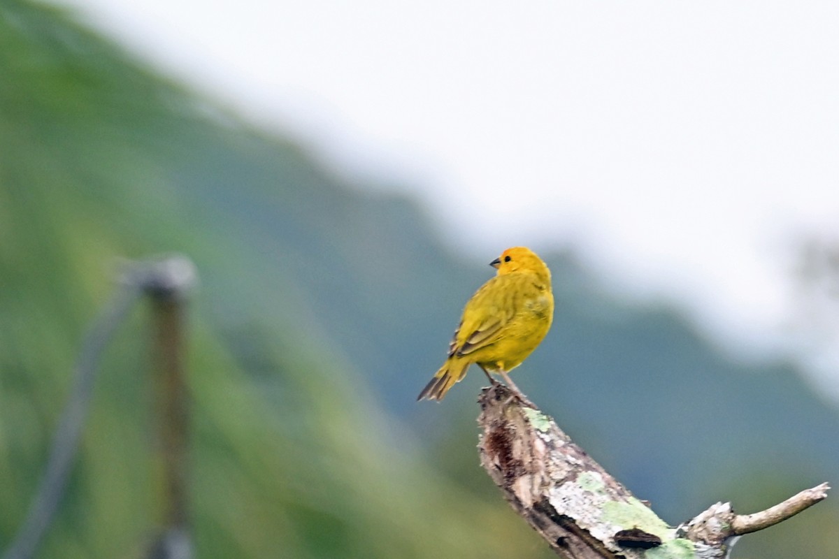 Sicale bouton-d'or - ML646655426