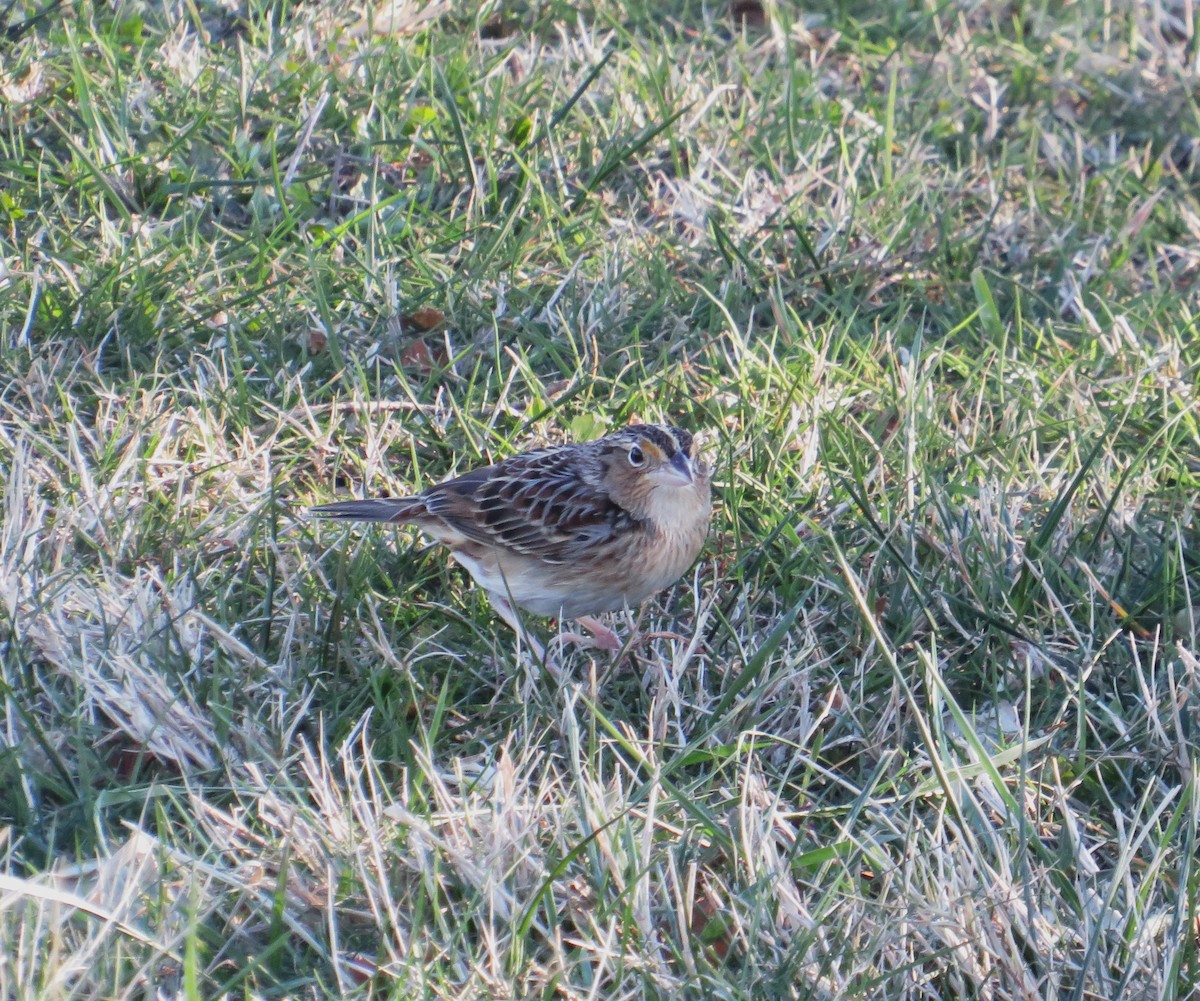 Grasshopper Sparrow - ML646655427