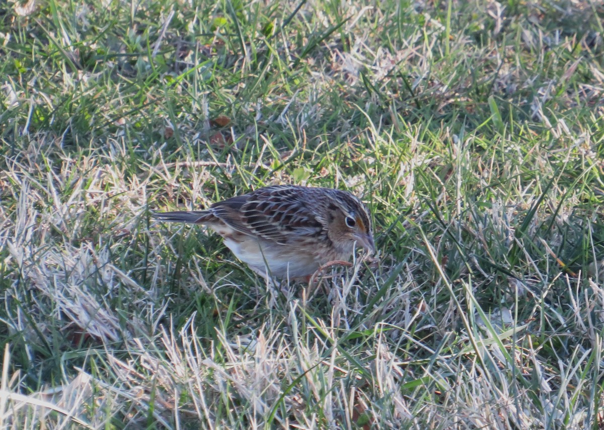 Grasshopper Sparrow - ML646655430