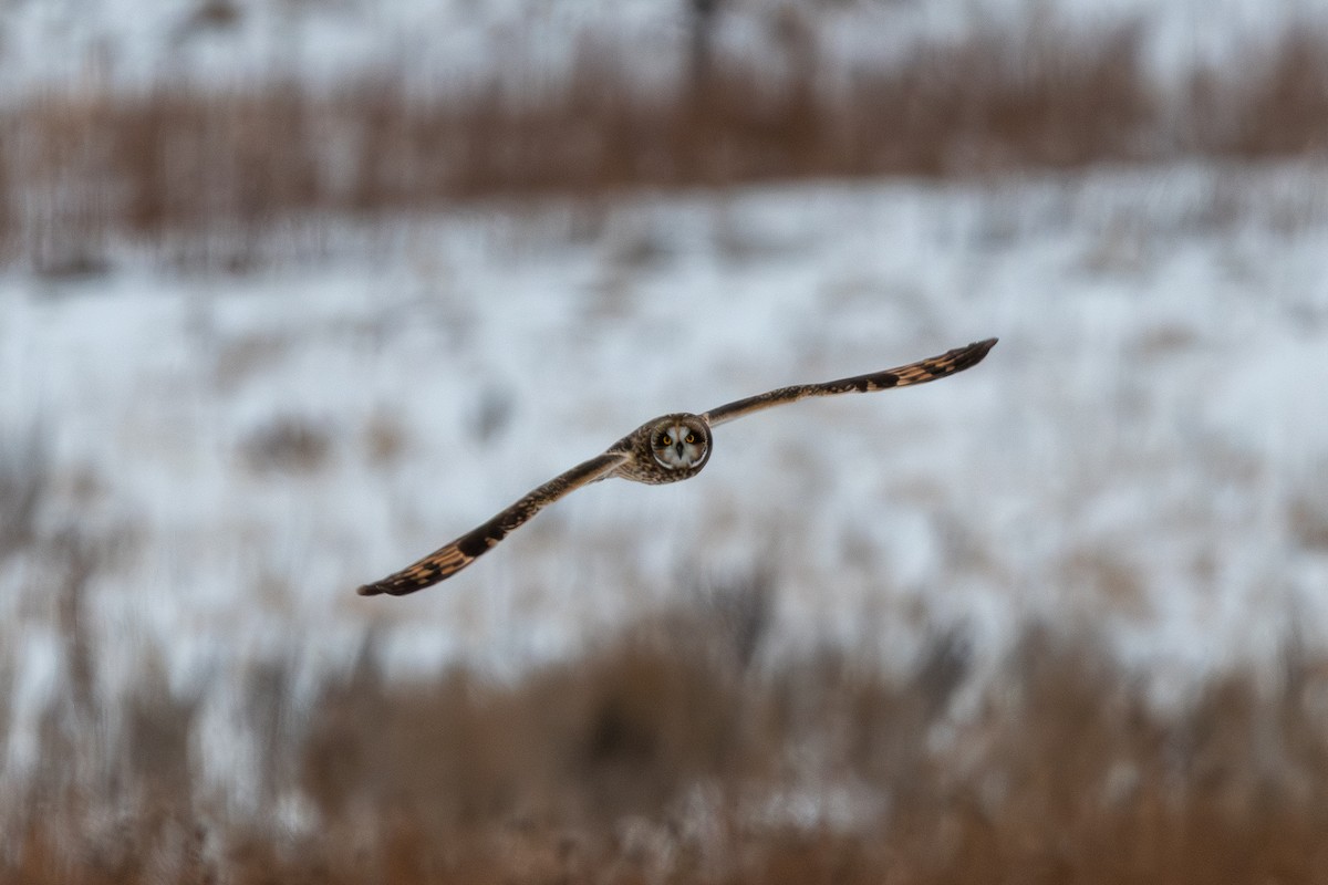Short-eared Owl - ML646655431